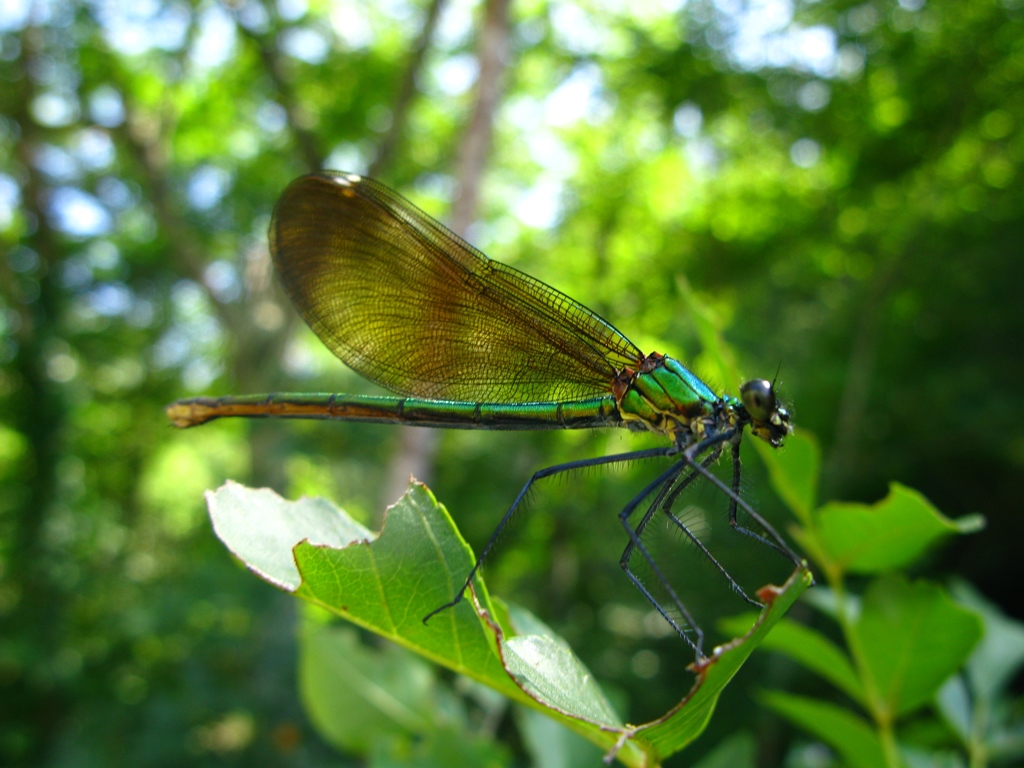 Calopteryx virgo meridionalis, C. haemorrhoidalis e C. splendens, ♂♀